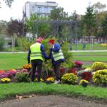 A început campania de plantare de toamnă în Constanța