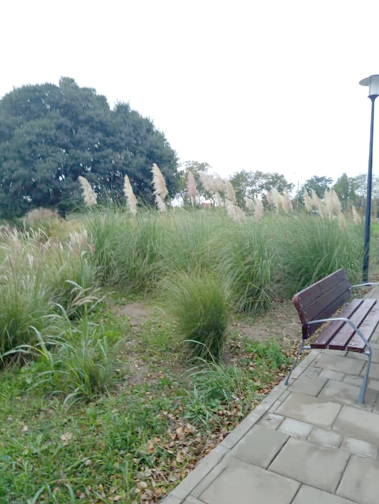 Plante decorative sustrase